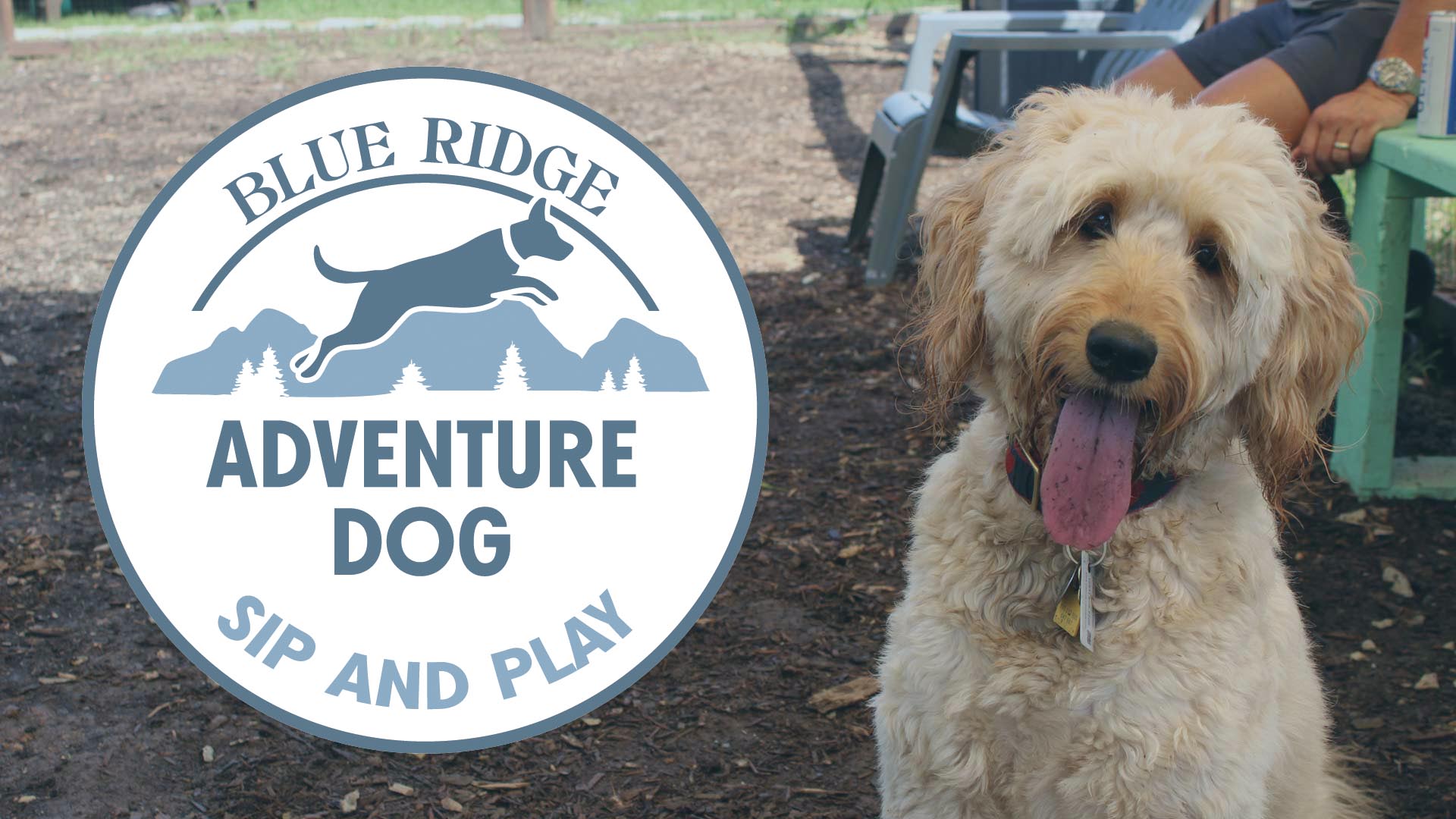 Blue ridge goldendoodles cheap